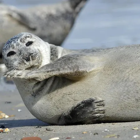 Am Sahlenburger As10 Apartmán *