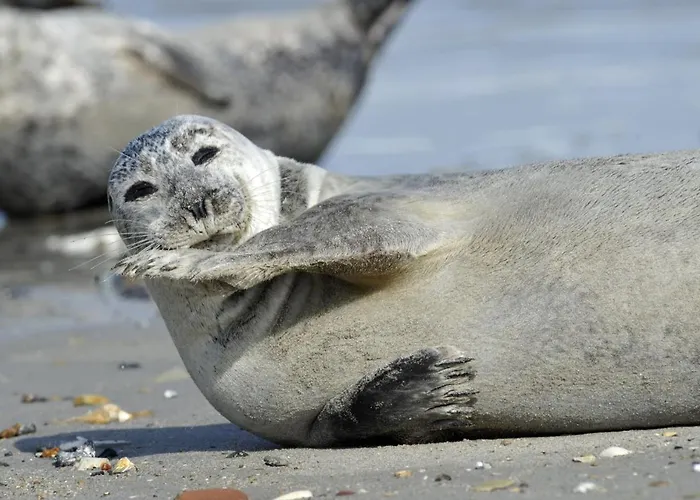 Am Sahlenburger As10 公寓 *